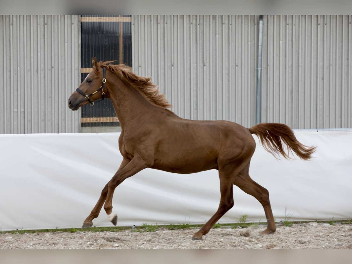 Oldenburg Castrone 2 Anni 172 cm Sauro in Belgern