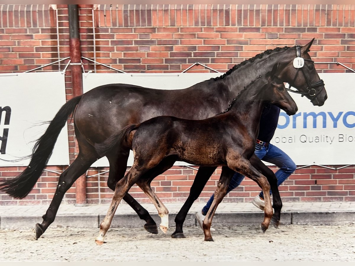 Oldenburg Castrone 2 Anni Baio in Garrel