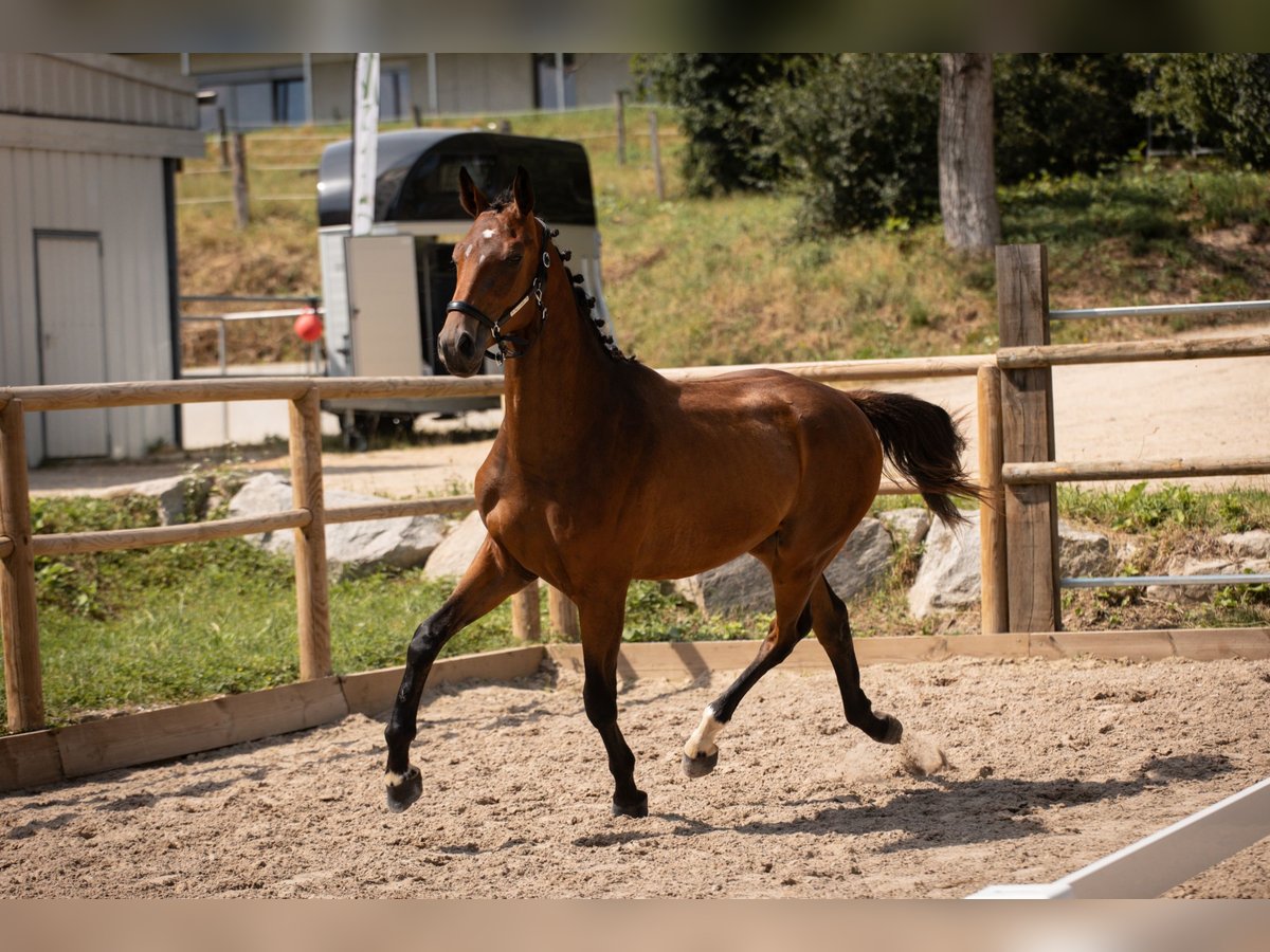 Oldenburg Castrone 2 Anni Baio in Steinbrunn-le-bas