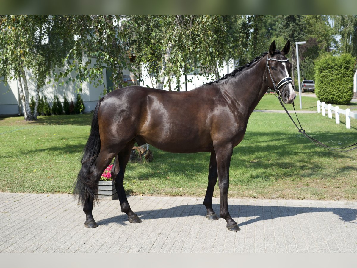 Oldenburg Castrone 3 Anni 163 cm Morello in Groß Kreutz