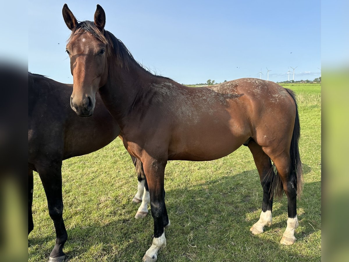 Oldenburg Castrone 3 Anni 164 cm Baio in Bad Zwischenahn