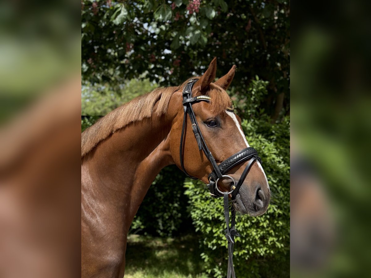 Oldenburg Castrone 3 Anni 167 cm Sauro in Kronberg im Taunus