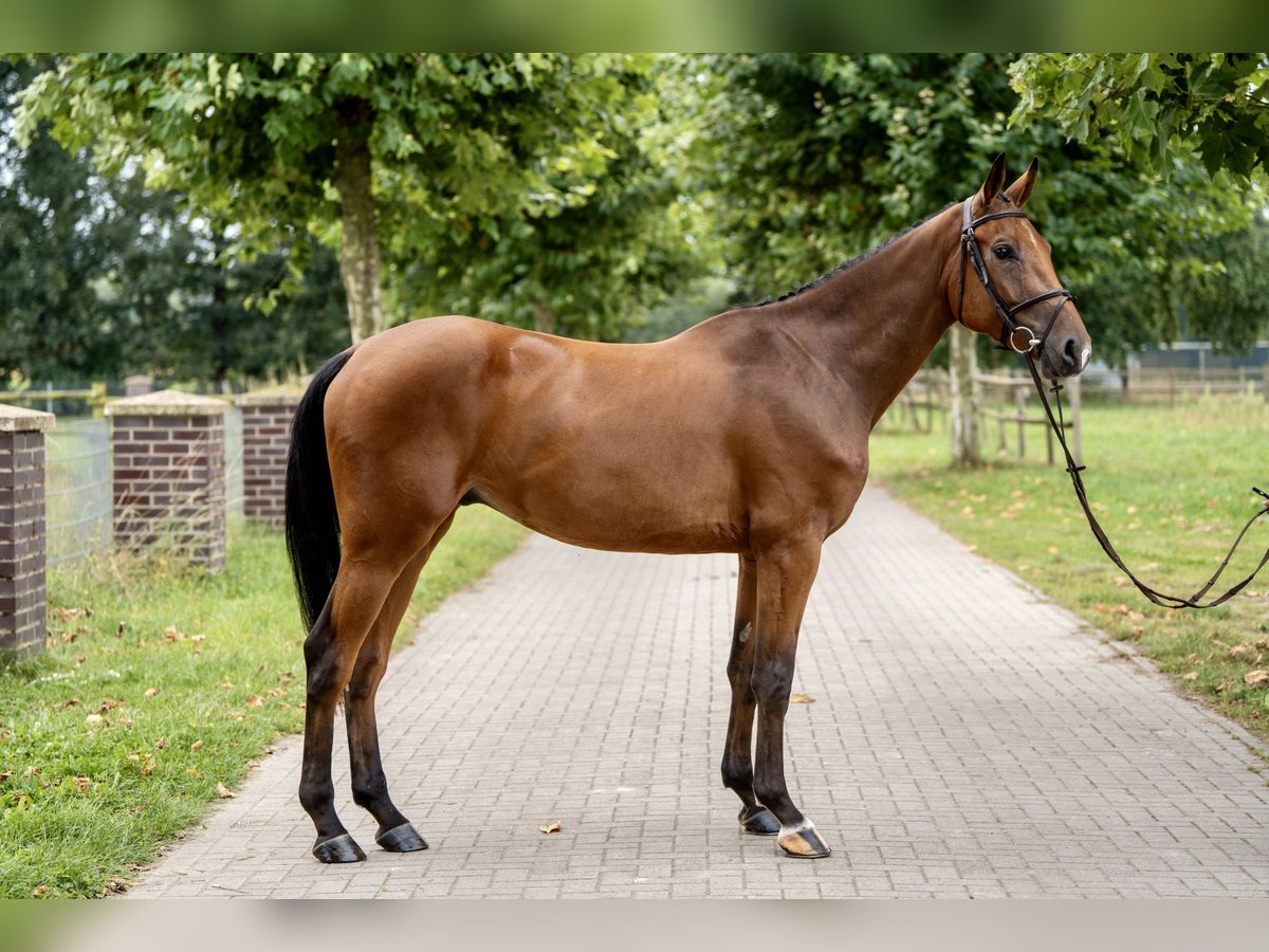 Oldenburg Castrone 3 Anni 169 cm Baio in GROTE-BROGEL