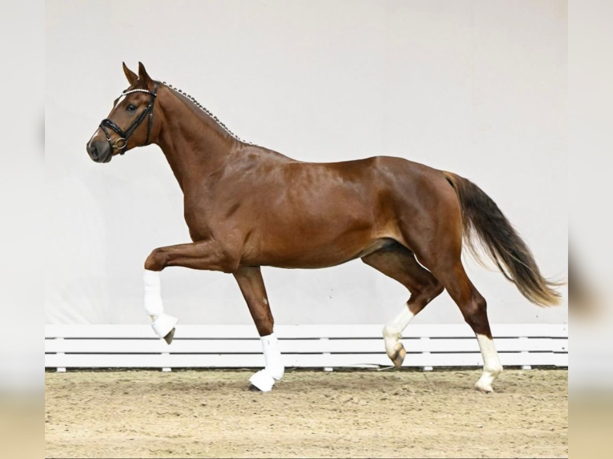 Oldenburg Castrone 3 Anni 178 cm Sauro in Geestland