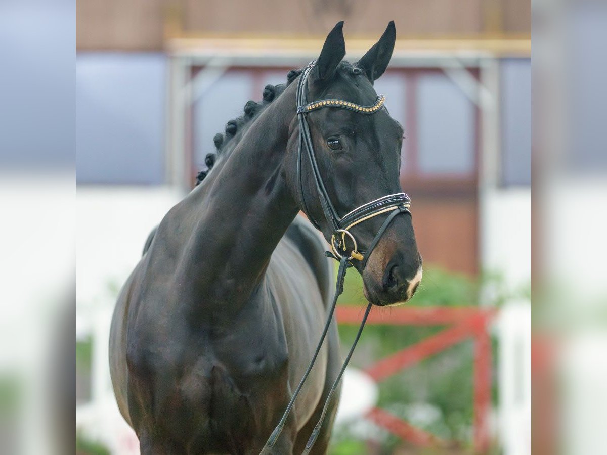 Oldenburg Castrone 3 Anni Baio nero in Münster-Handorf