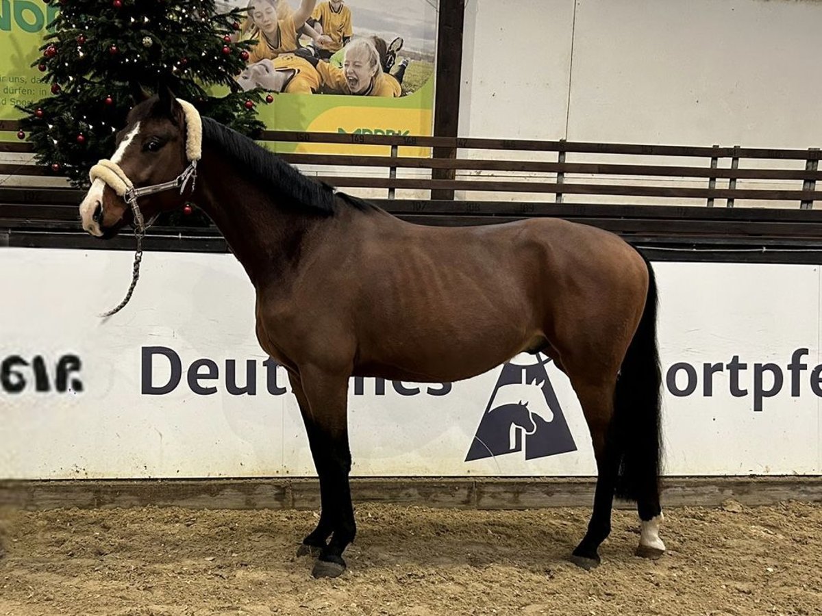 Oldenburg Castrone 4 Anni 162 cm Baio in Darmstadt