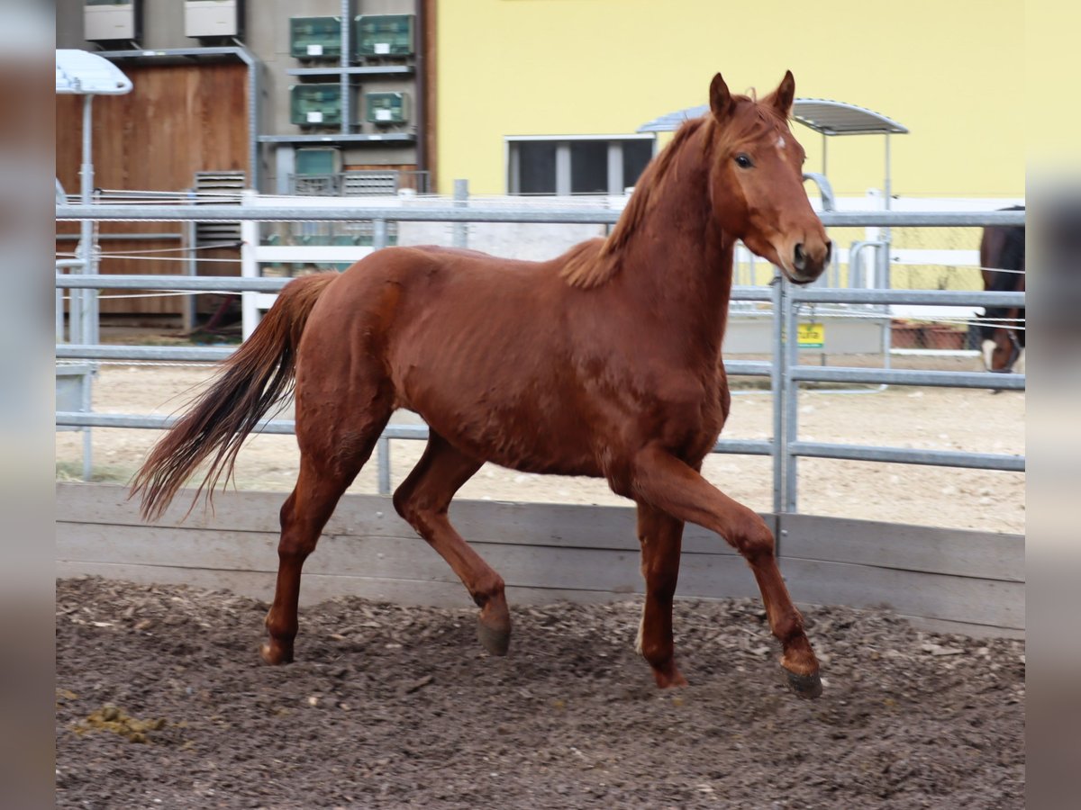 Oldenburg Castrone 4 Anni 162 cm Sauro in Balsthal