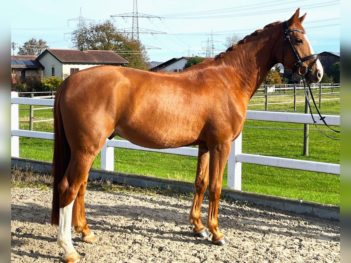 Oldenburg Castrone 4 Anni 164 cm Sauro in Wernau