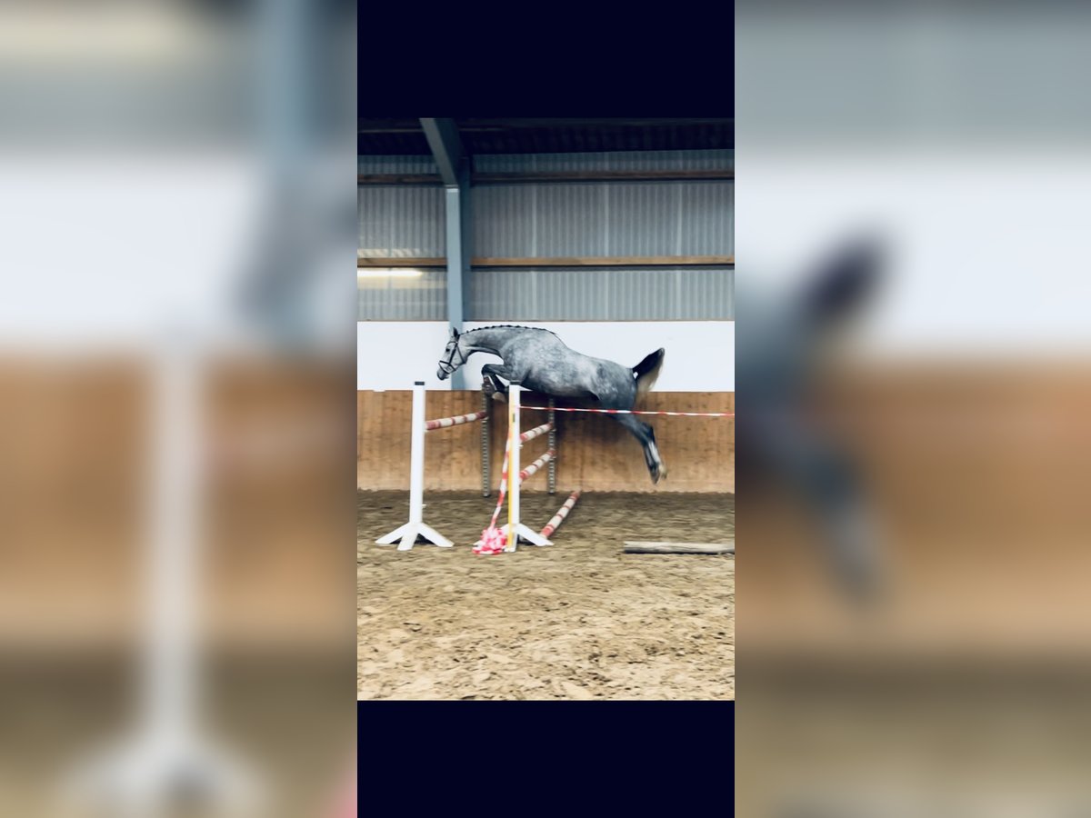 Oldenburg Castrone 4 Anni 165 cm Leardo in Bad Nenndorf