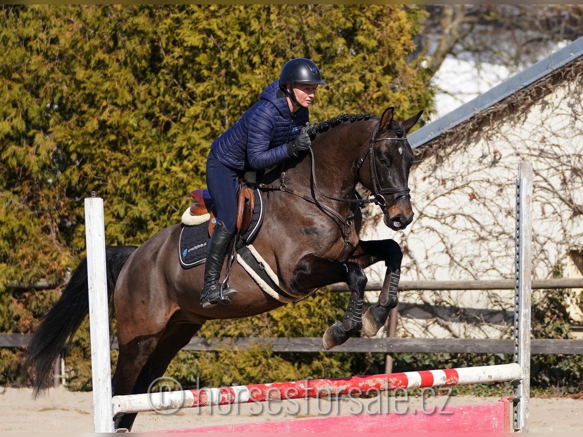 Oldenburg Castrone 4 Anni 166 cm Baio nero in Region Prag