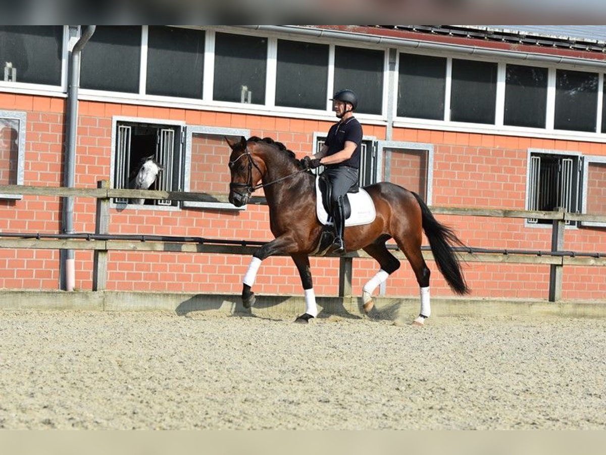 Oldenburg Castrone 4 Anni 166 cm Baio scuro in Lohne (Oldenburg)