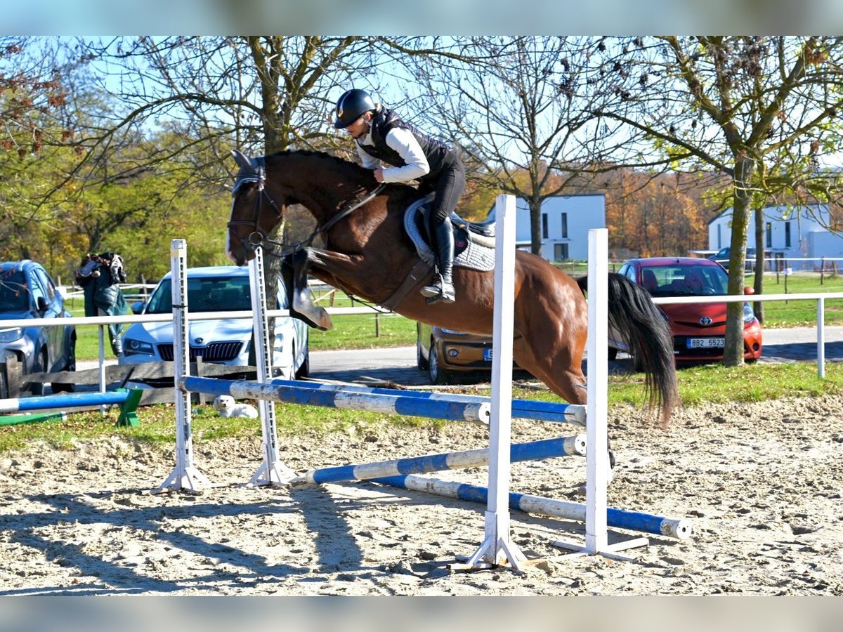 Oldenburg Castrone 4 Anni 167 cm Baio in Brno