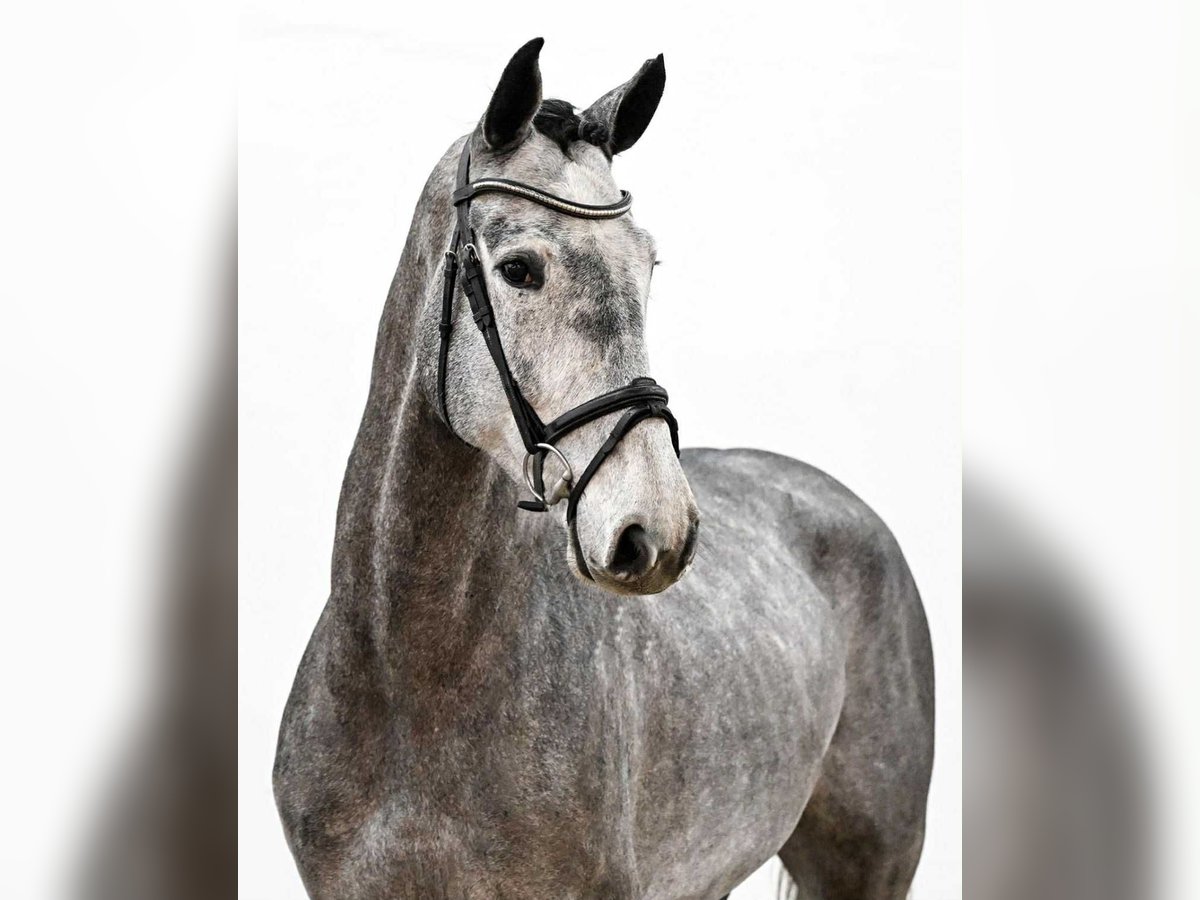 Oldenburg Castrone 4 Anni 167 cm Grigio in KRAJENKA