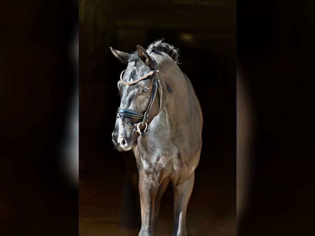 Oldenburg Castrone 4 Anni 167 cm Morello in D&#xF6;tlingen