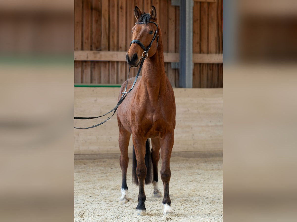 Oldenburg Castrone 4 Anni 168 cm Baio in St.Veit/Gölsen