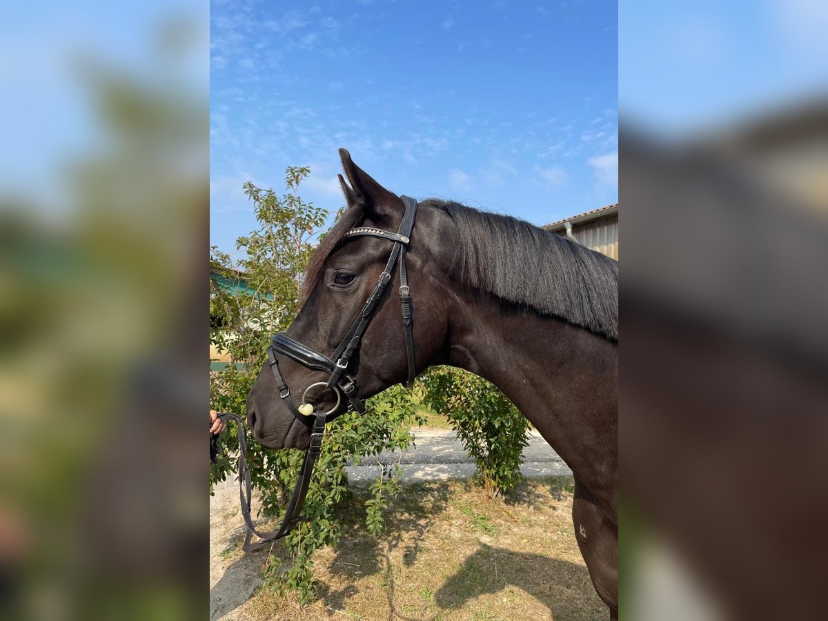 Oldenburg Castrone 4 Anni 170 cm Morello in Dallgow-Döberitz