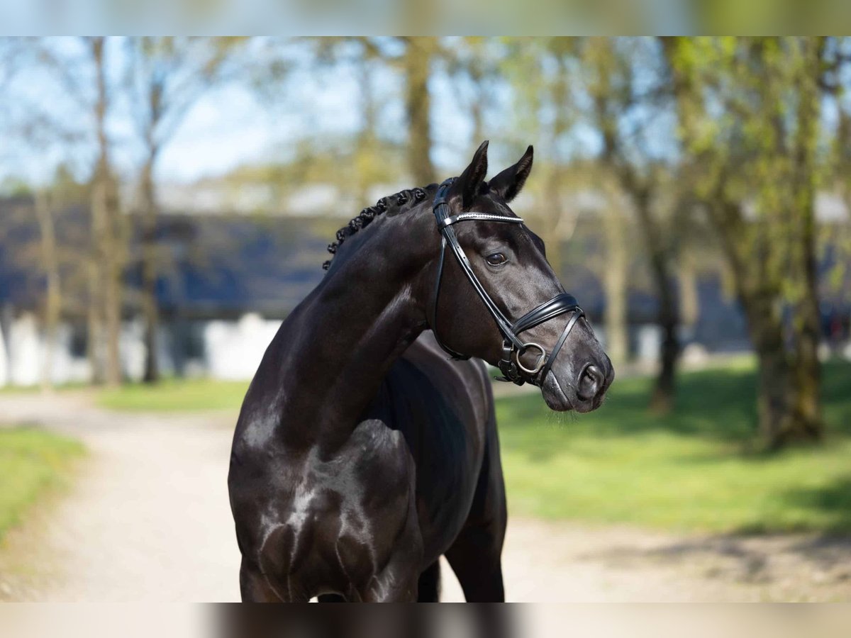 Oldenburg Castrone 4 Anni 170 cm Morello in Randb&#xF8;l