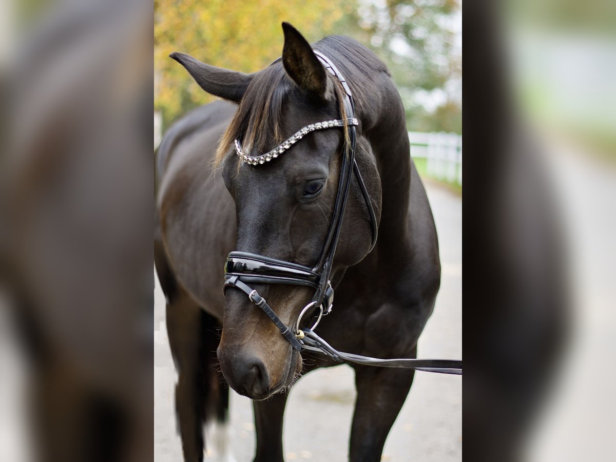 Oldenburg Castrone 4 Anni 172 cm Baio nero in Hüttenberg