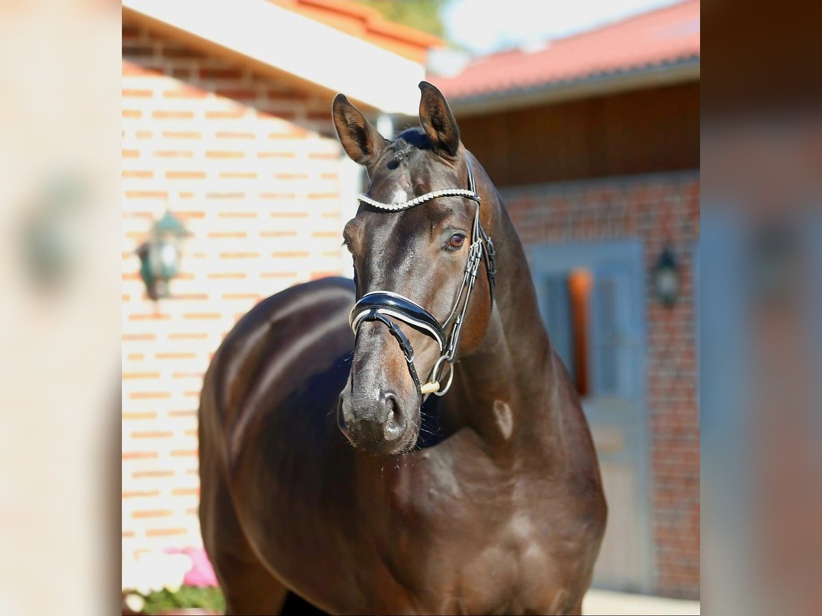 Oldenburg Castrone 4 Anni 179 cm Baio scuro in Bramsche