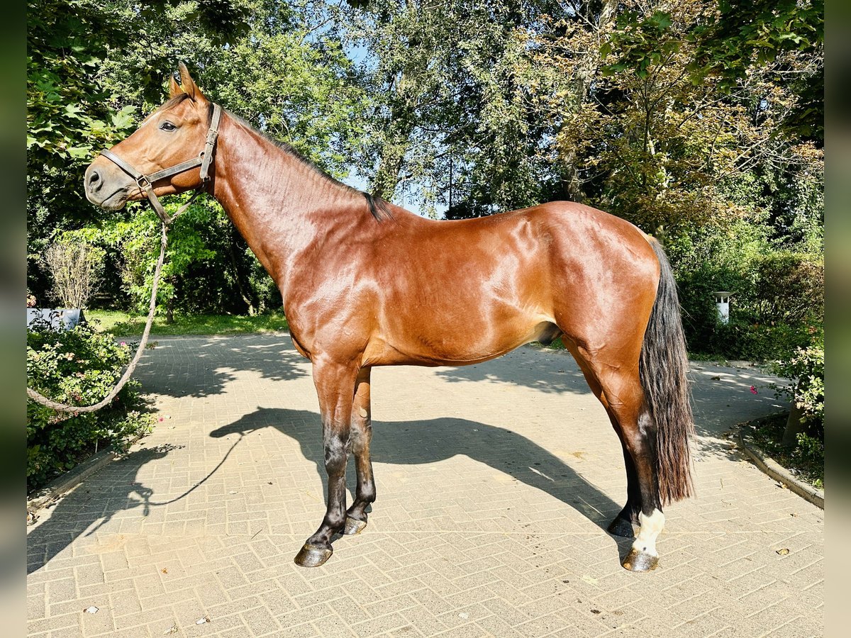 Oldenburg Castrone 4 Anni Baio in Zülpich