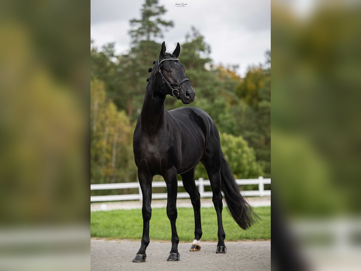 Oldenburg Castrone 4 Anni Baio nero in Barłomino