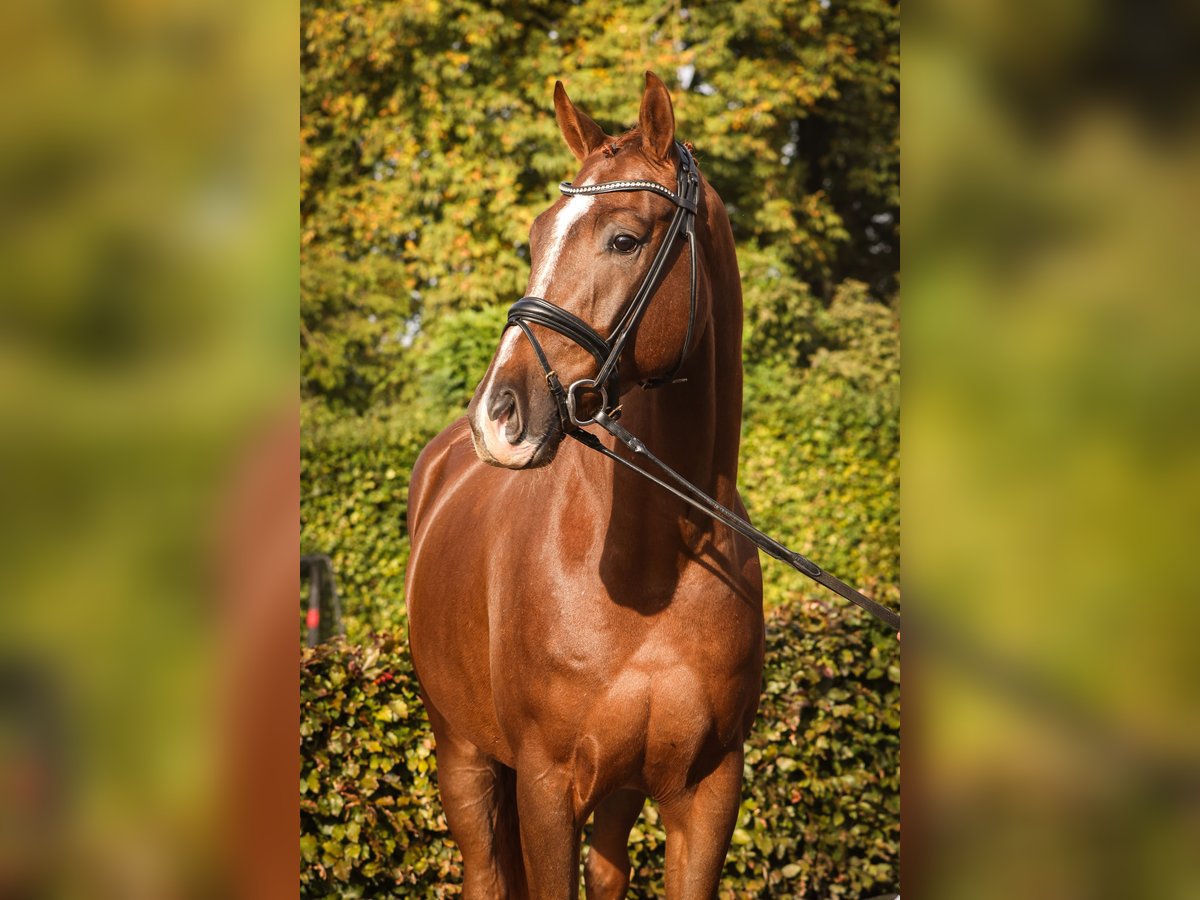 Oldenburg Castrone 4 Anni Sauro scuro in Lemwerder