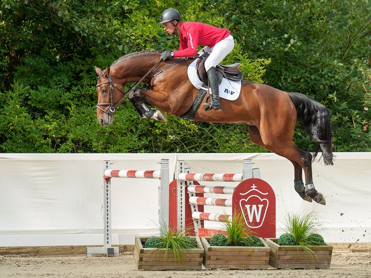 Oldenburg Castrone 5 Anni 165 cm Baio in Münster