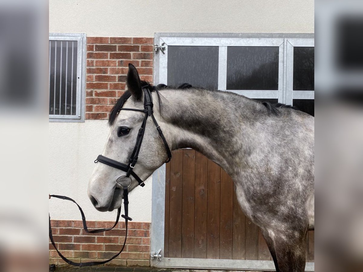 Oldenburg Castrone 5 Anni 165 cm Grigio in S&#x142;upsk