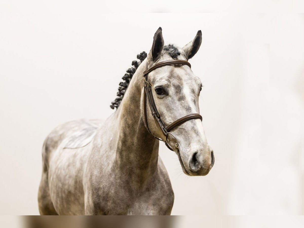 Oldenburg Castrone 5 Anni 166 cm Baio nero in Waddinxveen