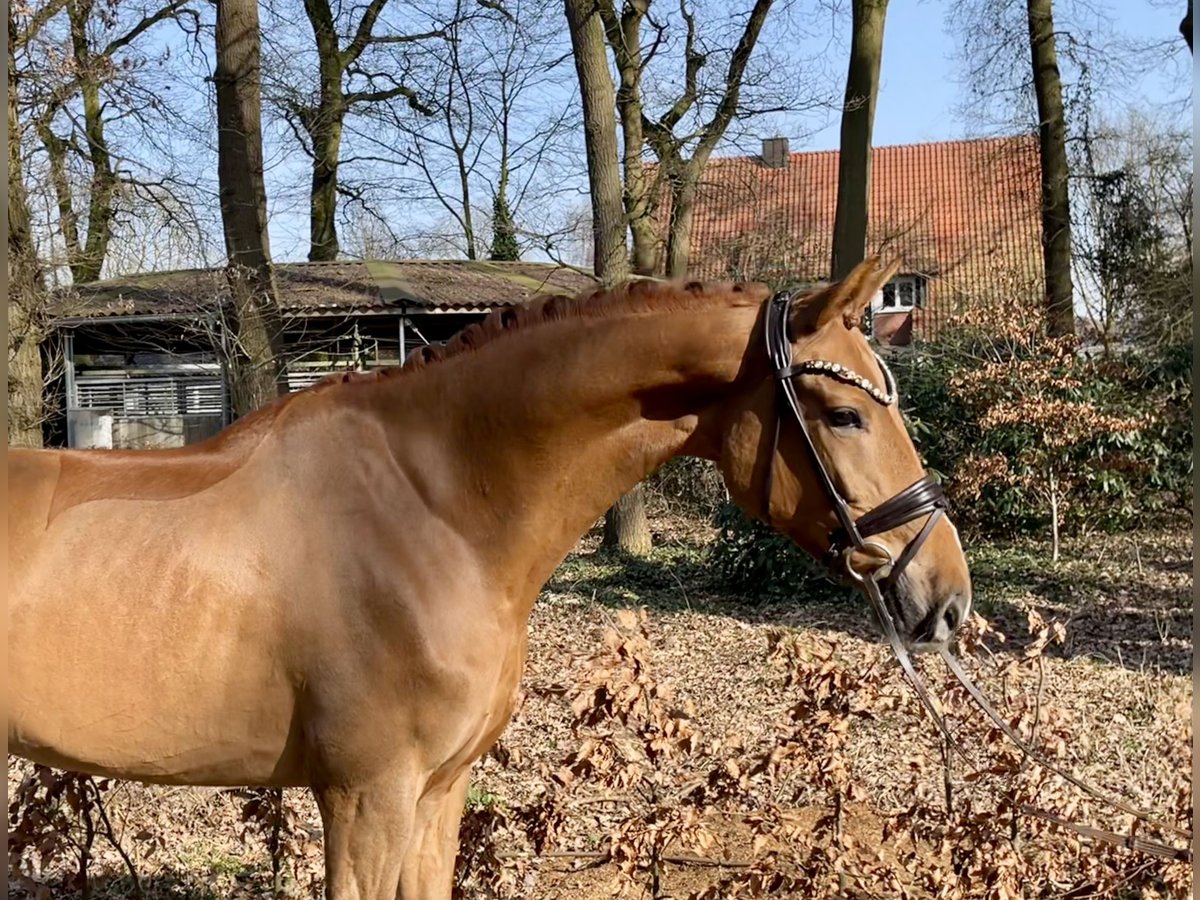 Oldenburg Castrone 5 Anni 169 cm Sauro in Drantum