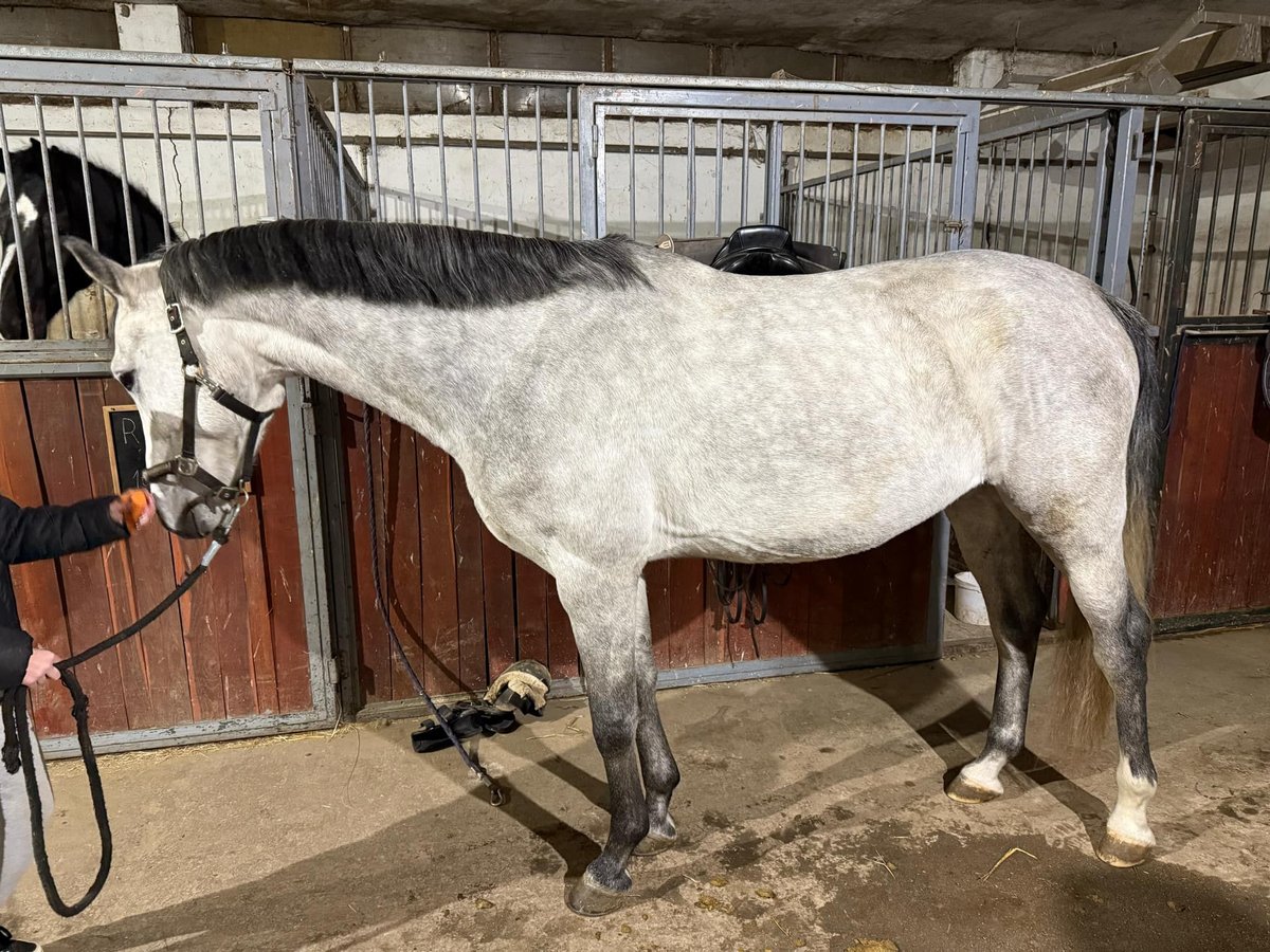 Oldenburg Castrone 5 Anni 170 cm in Hódmezővásárhely