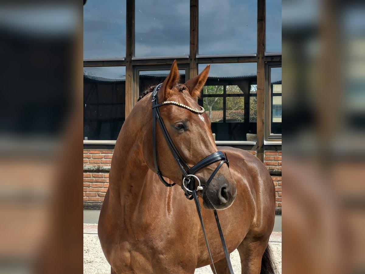 Oldenburg Castrone 5 Anni 171 cm Sauro scuro in Heidesheim am Rhein