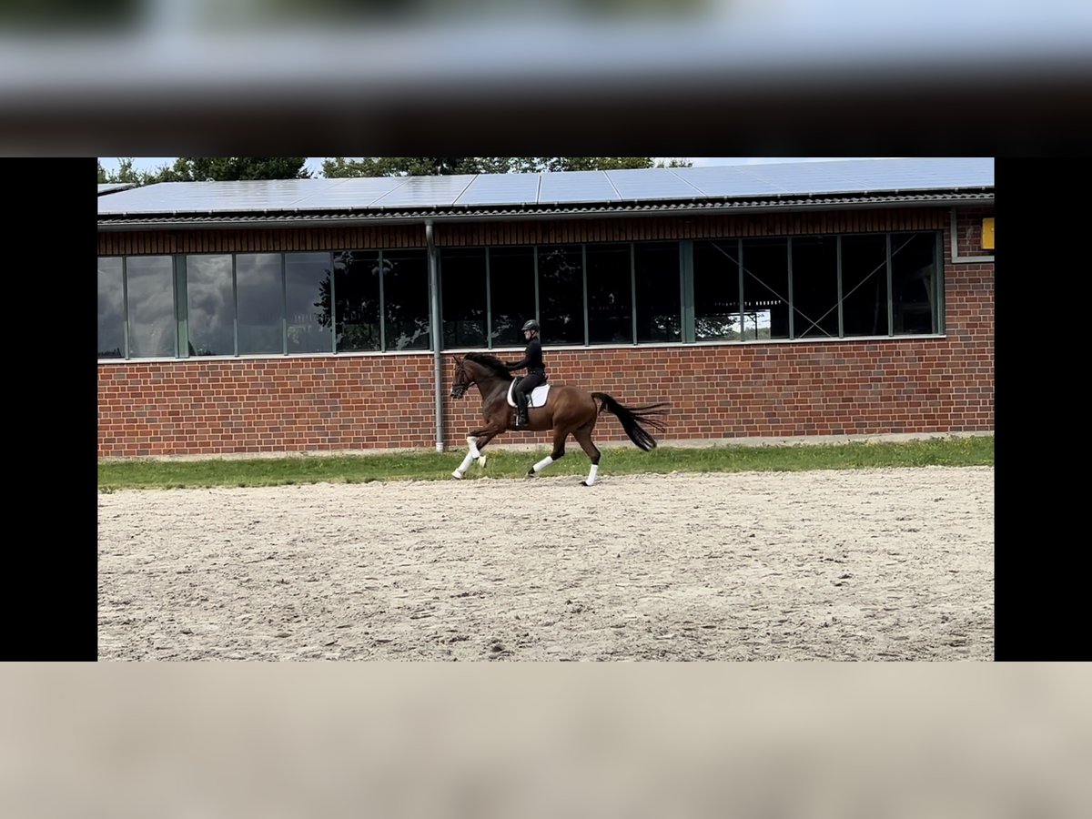 Oldenburg Castrone 5 Anni 172 cm Baio in Ibbenbüren