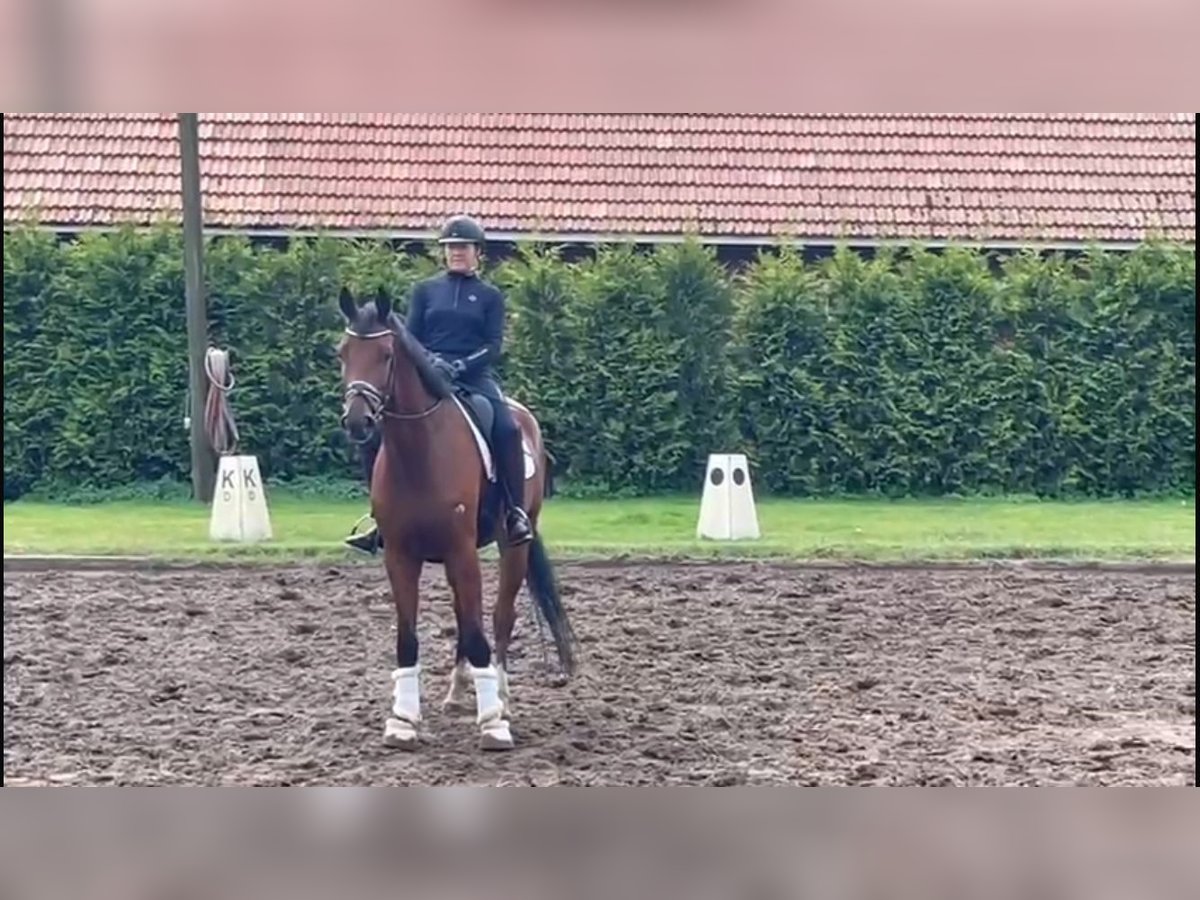 Oldenburg Castrone 5 Anni 173 cm Baio in Großenkneten