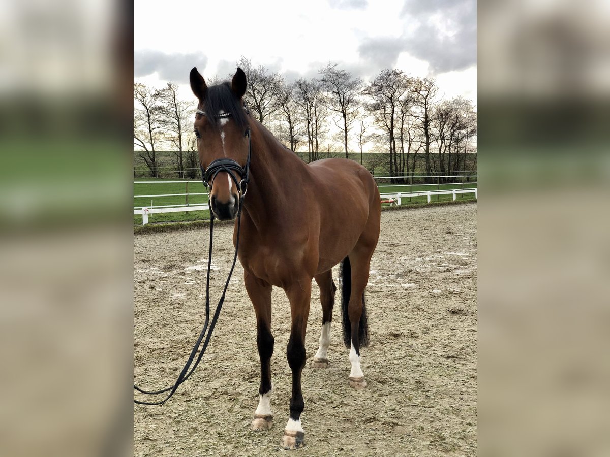 Oldenburg Castrone 5 Anni 174 cm Baio in Südermarsch