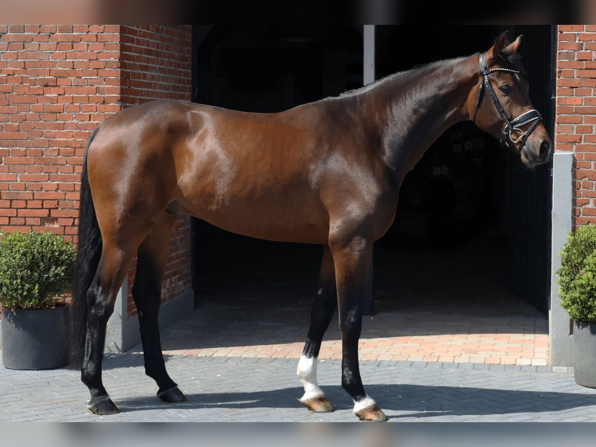 Oldenburg Castrone 5 Anni 174 cm Baio in Haftenkamp