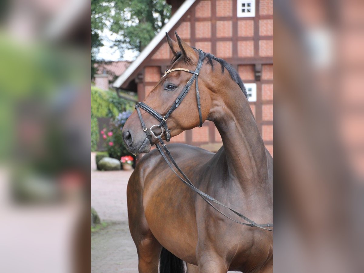 Oldenburg Castrone 5 Anni 174 cm Baio in Osnabr&#xFC;ck