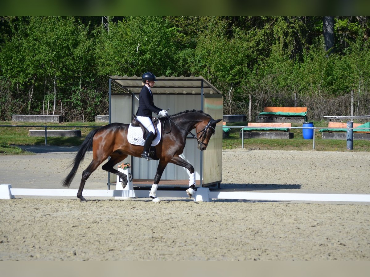 Oldenburg Castrone 5 Anni 176 cm Baio scuro in Siegen