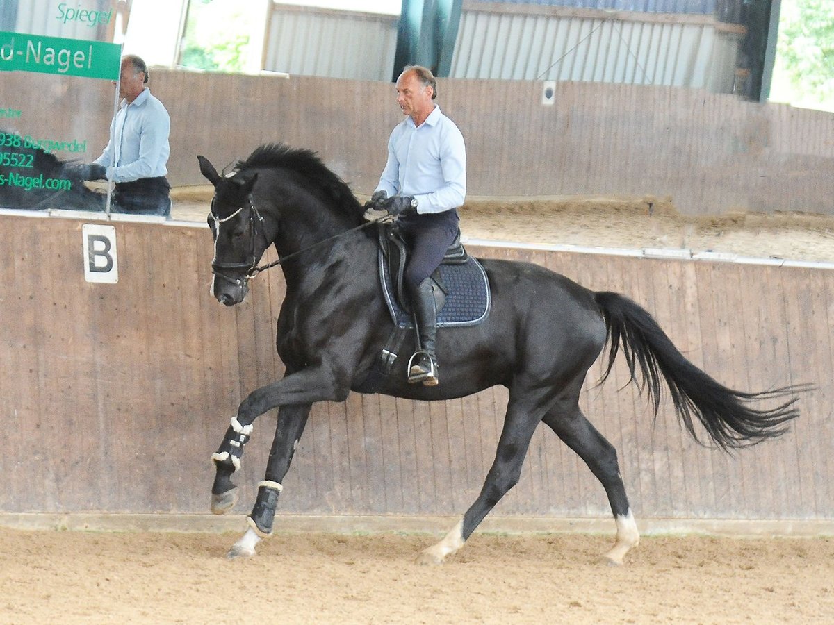 Oldenburg Castrone 5 Anni 176 cm Morello in Isernhagen