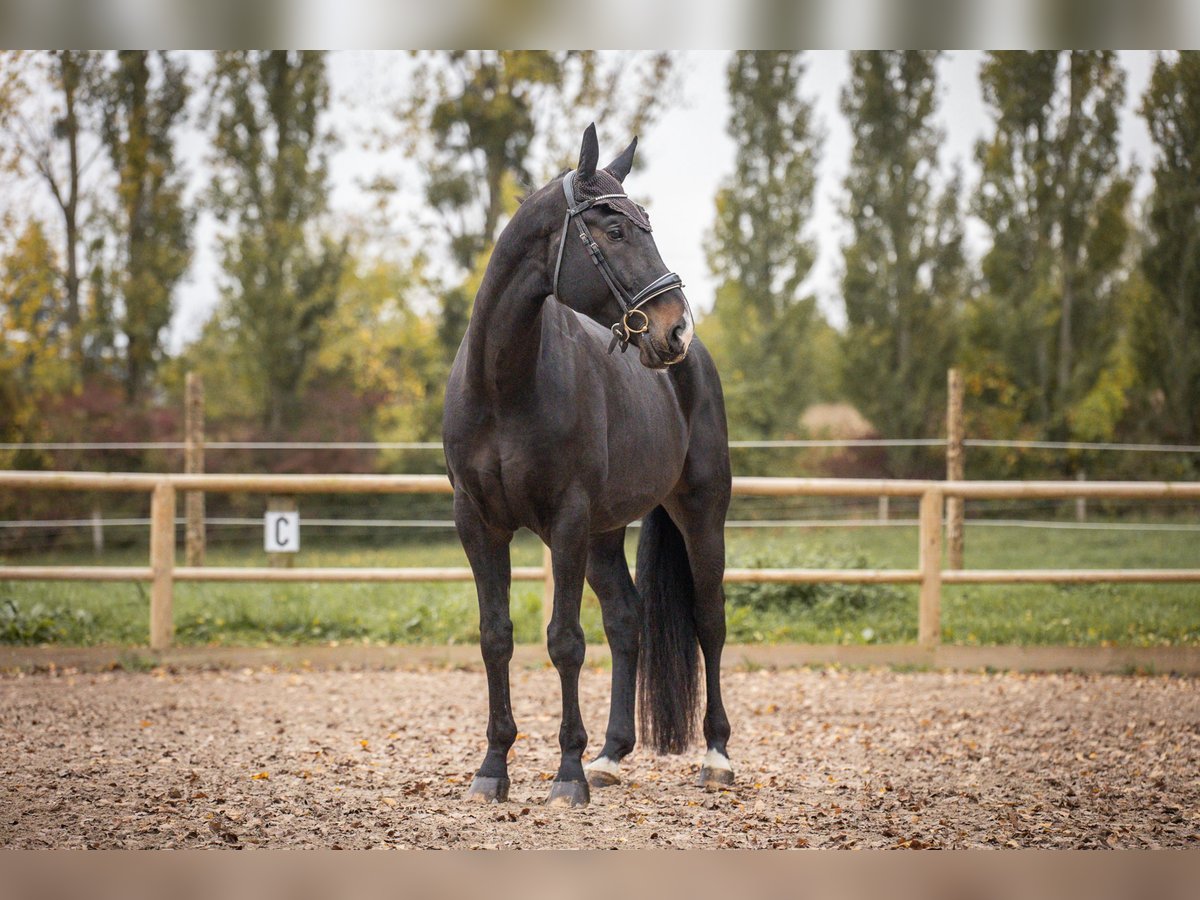 Oldenburg Castrone 5 Anni 180 cm Baio nero in Steinbrunn-le-bas