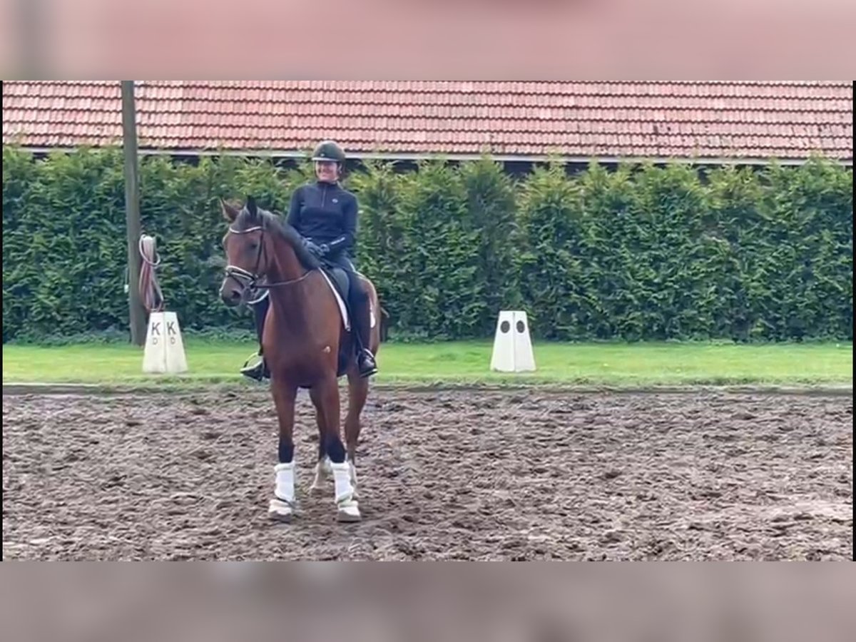 Oldenburg Castrone 5 Anni Baio in Großenkneten