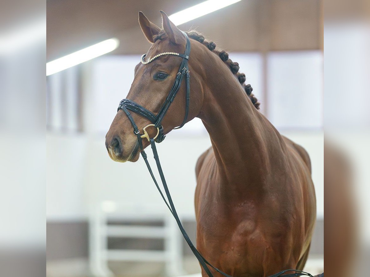 Oldenburg Castrone 5 Anni Sauro scuro in Münster-Handorf