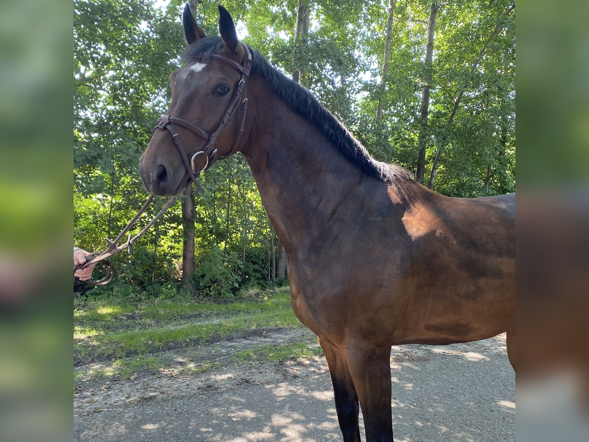 Oldenburg Castrone 6 Anni 165 cm Baio in Wagenfeld