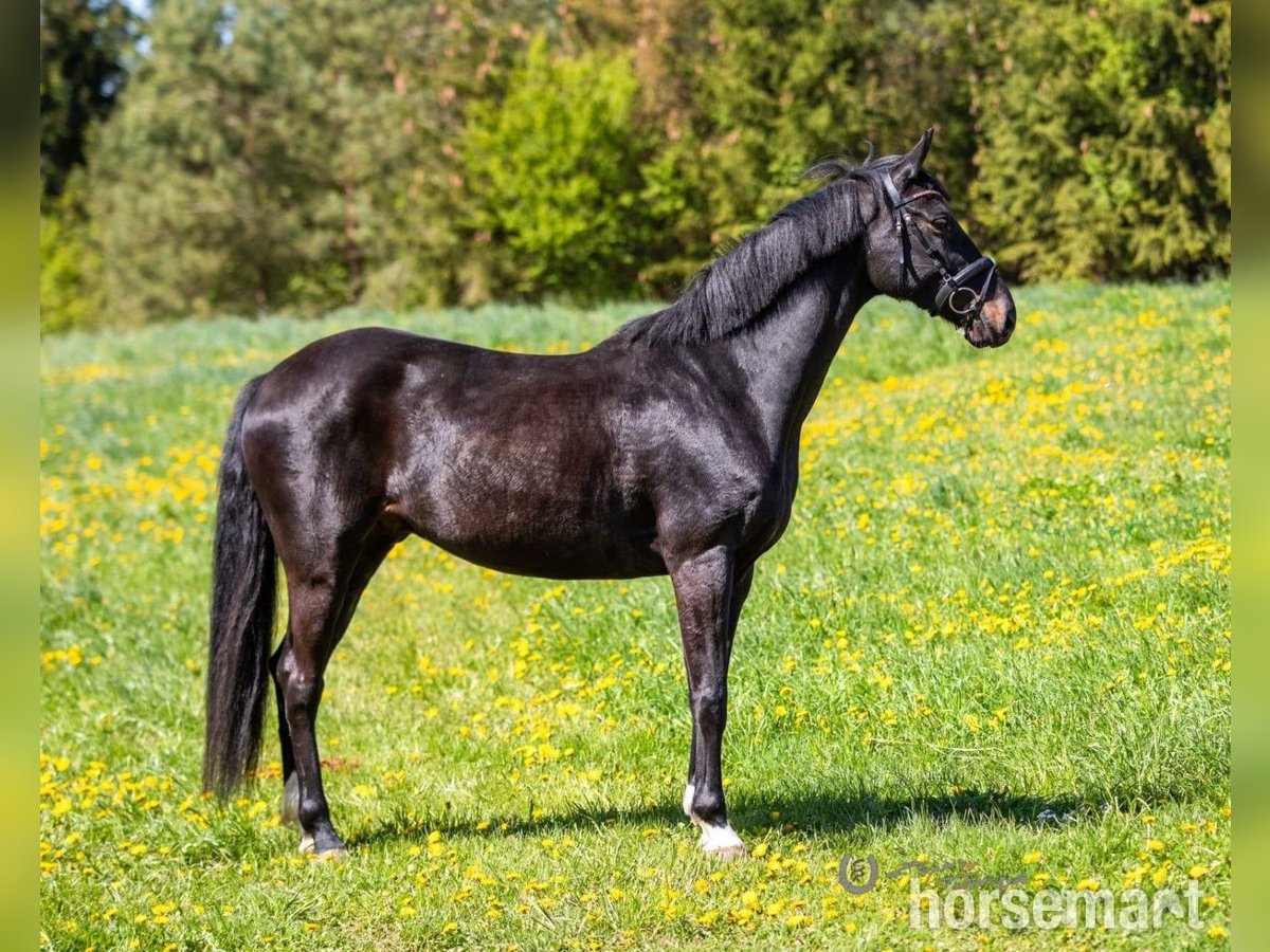 Oldenburg Castrone 6 Anni 165 cm Morello in Warshaw
