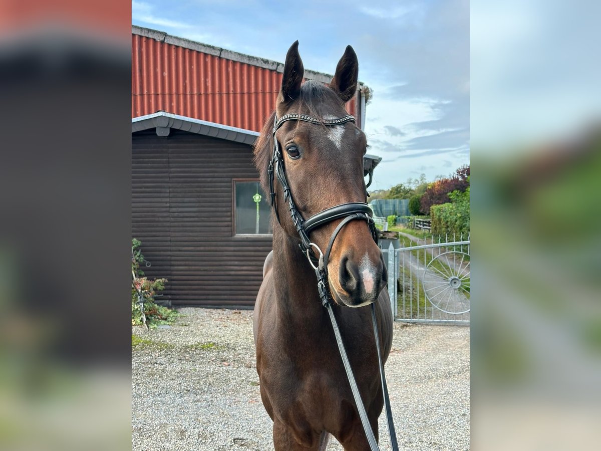 Oldenburg Castrone 6 Anni 170 cm Baio in Würselen