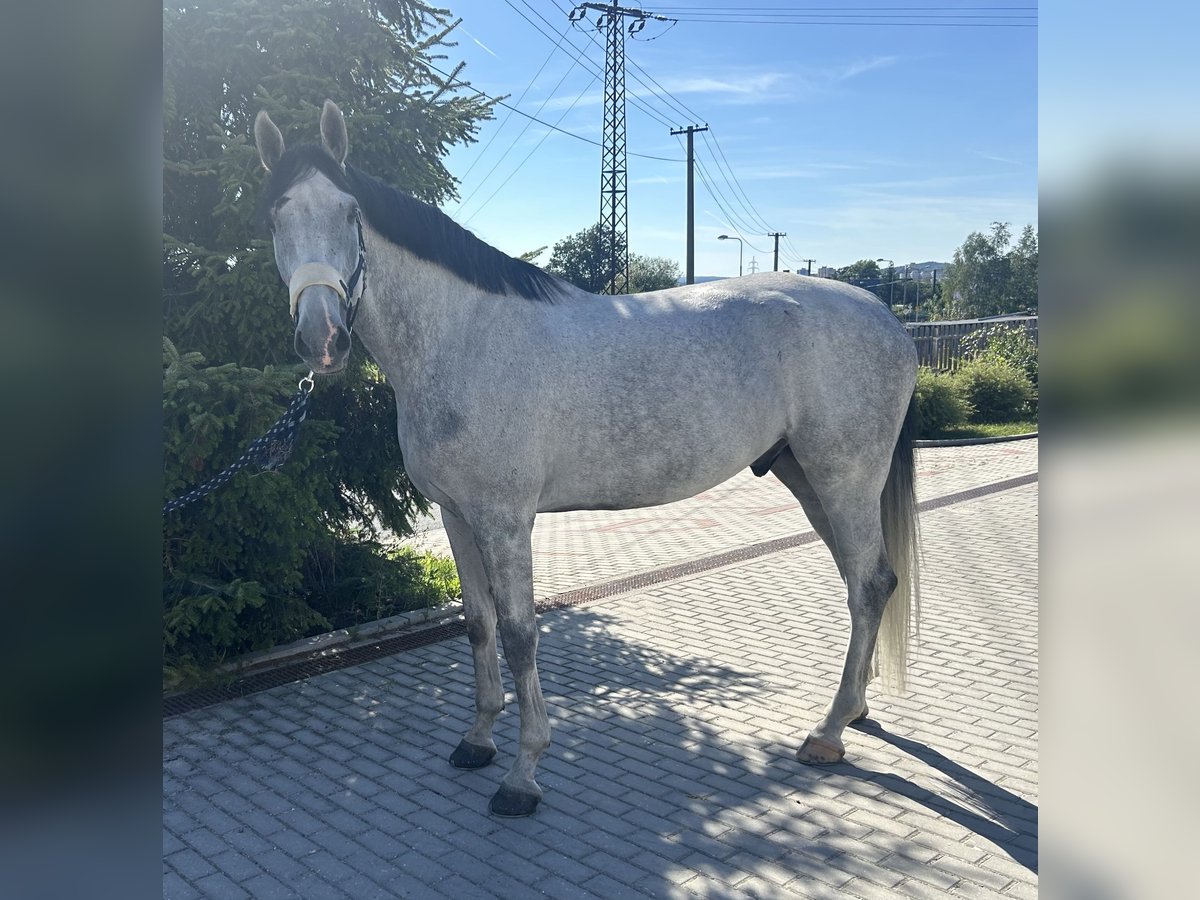 Oldenburg Castrone 6 Anni 175 cm Grigio in Waidhaus