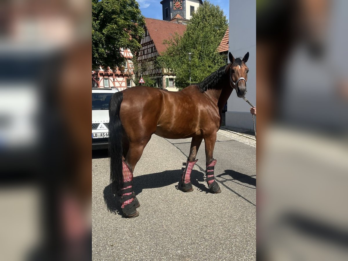 Oldenburg Castrone 7 Anni 167 cm Baio in Vaihingen an der Enz