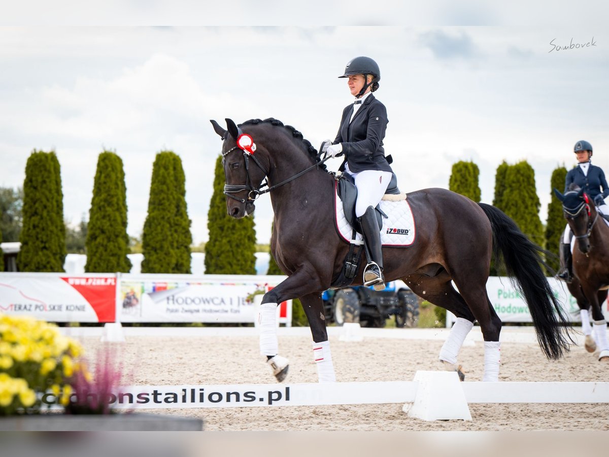 Oldenburg Castrone 7 Anni 168 cm Baio scuro in Ziemięcice