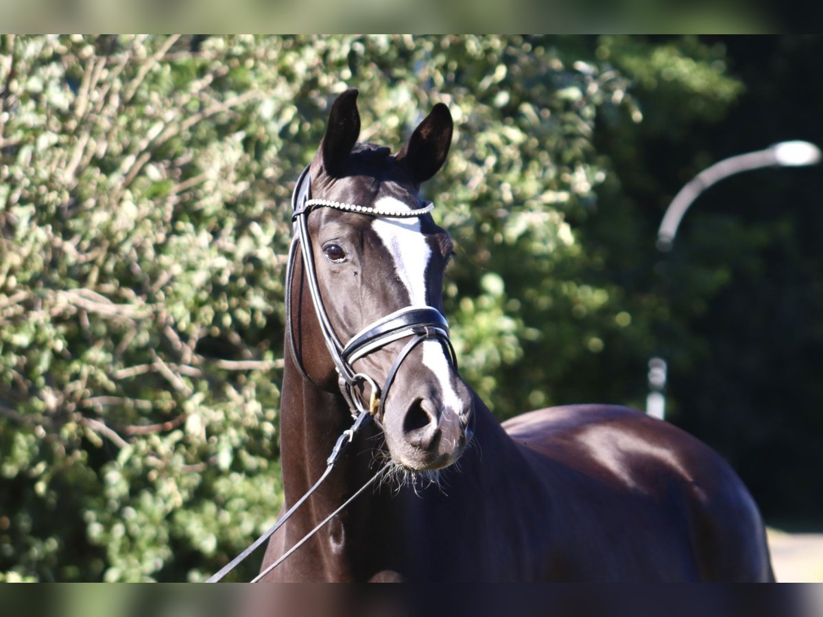 Oldenburg Castrone 7 Anni 170 cm Morello in Deinstedt