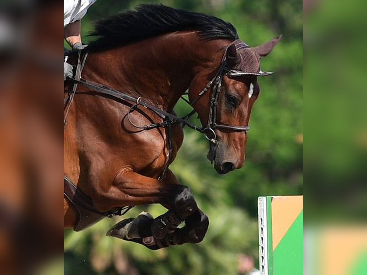 Oldenburg Castrone 7 Anni 186 cm Baio in Schönenberg ZH